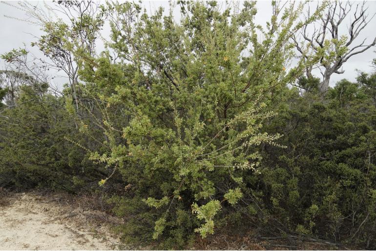 Lambertia inermis -2195