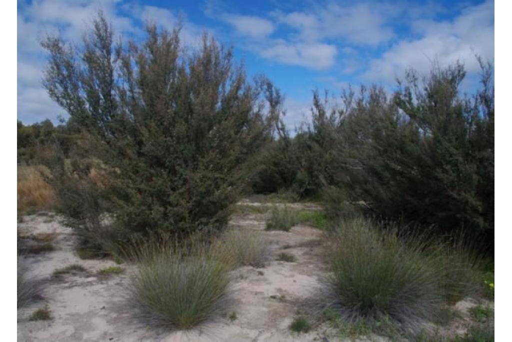 Blozende leptospermum