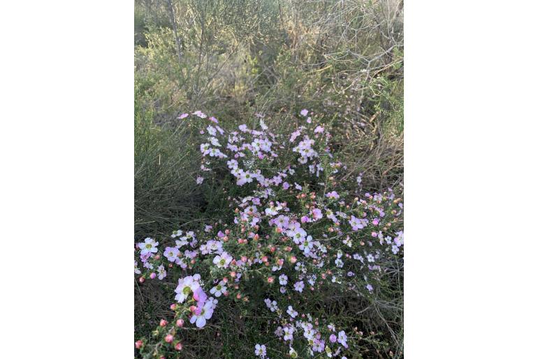 Leptospermum rotundifolium -2200