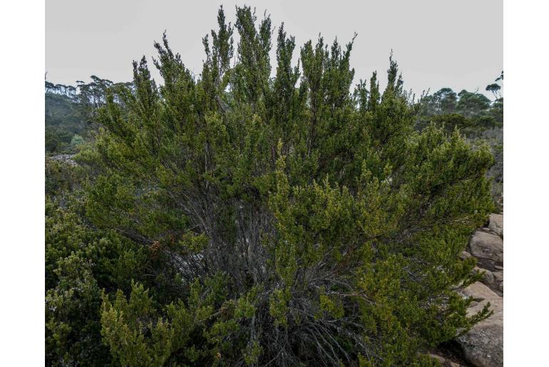 Leptospermum rupestre -2201