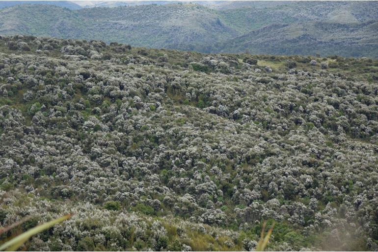 Leptospermum scoparium -2202