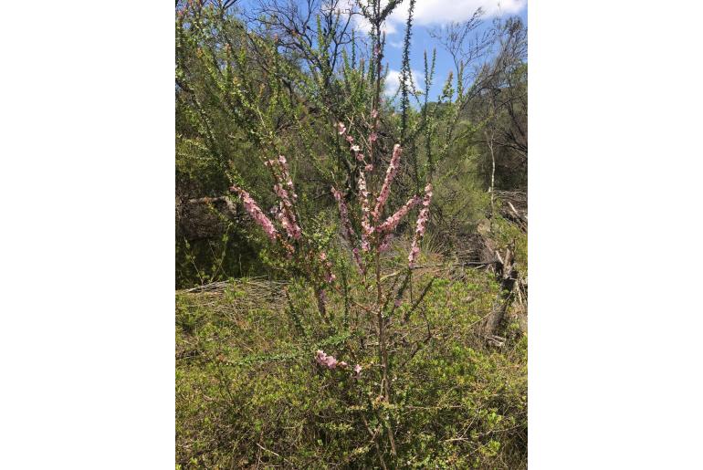 Leptospermum squarrosum -2203