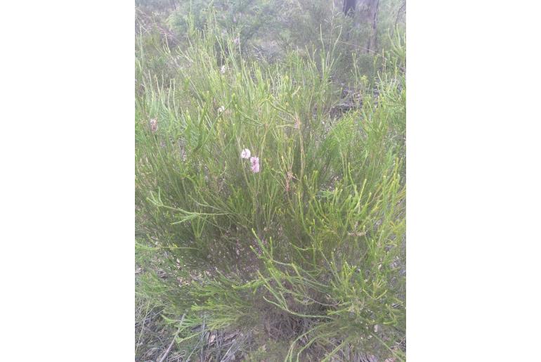 Melaleuca diosmatifolia -2209