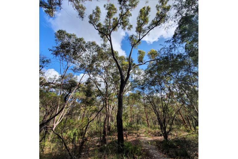 Corymbia gummifera -2214