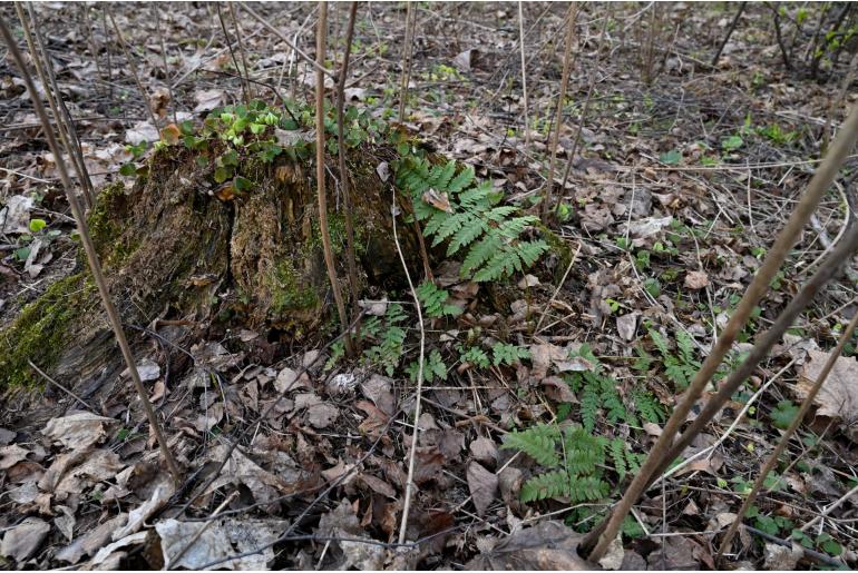 Dryopteris carthusiana -2215