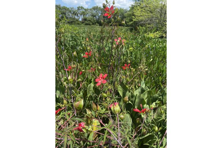 Hibiscus coccineus -2218