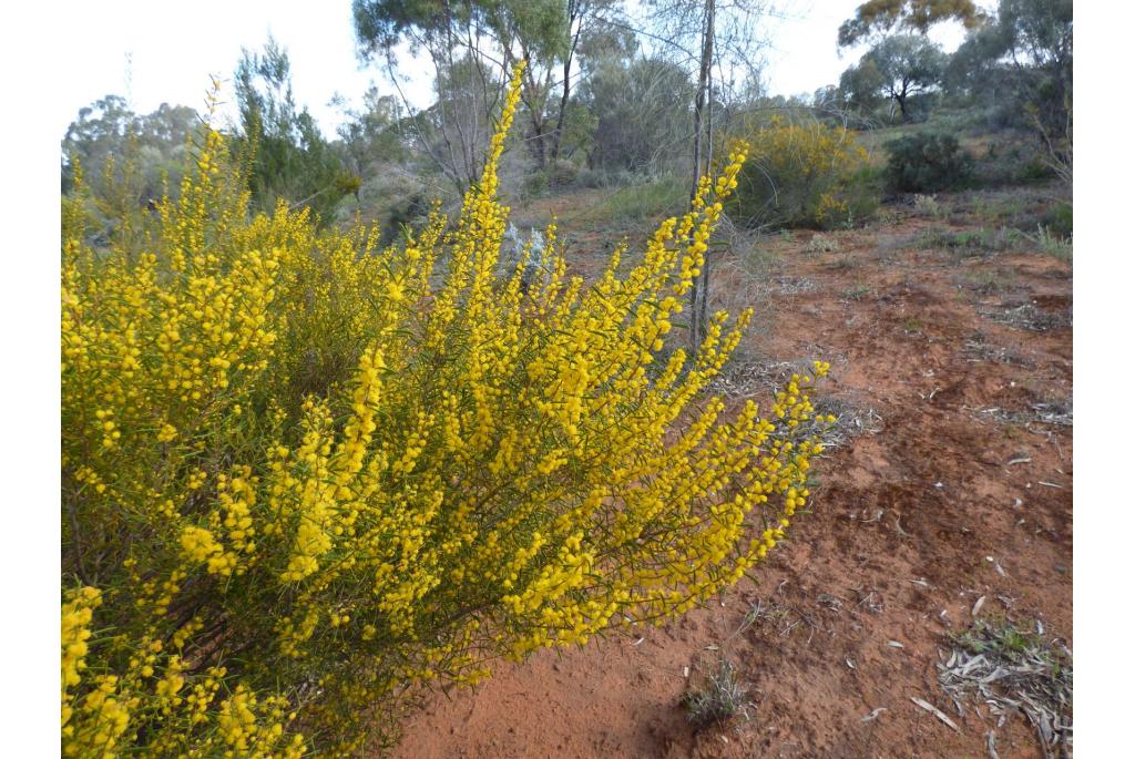 Kleinvruchtige acacia