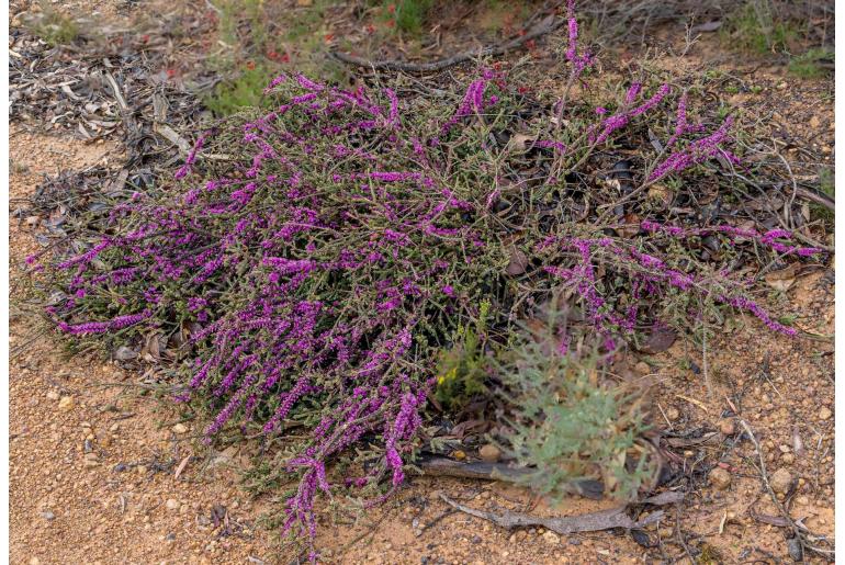 Melaleuca suberosa -2228