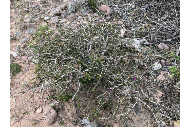 Melaleuca violacea -2231