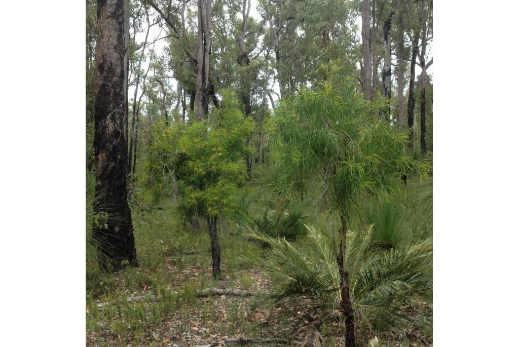 Langbladige persoonia