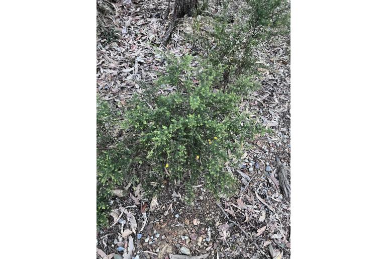 Pultenaea villosa -2244