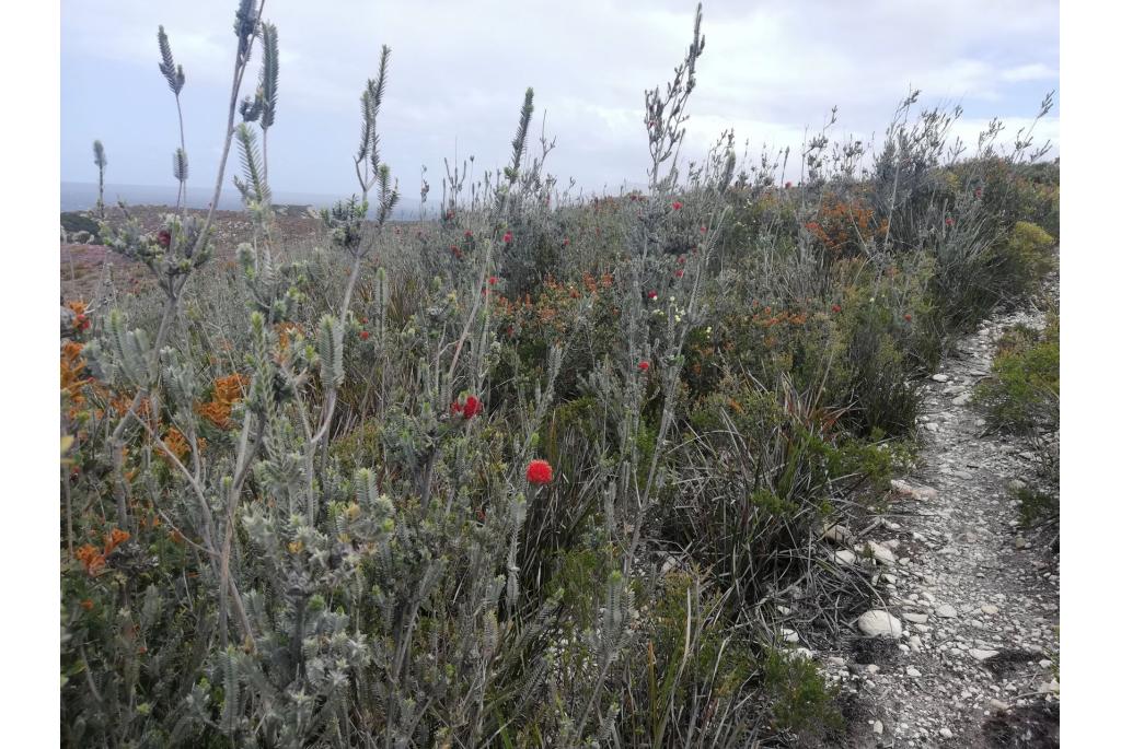 Fluweelachtige melaleuca