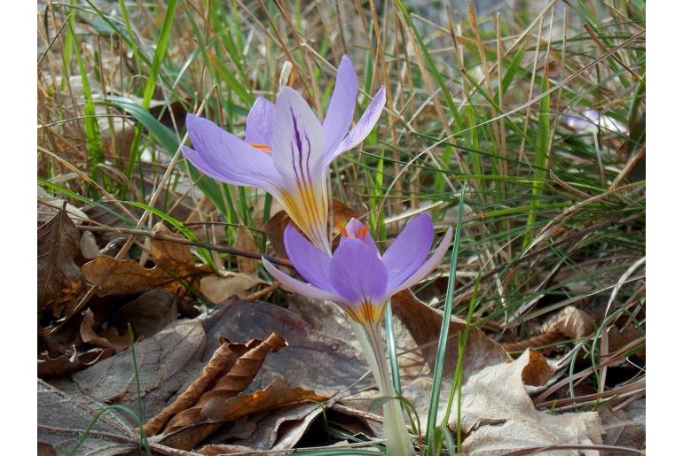 Crocus imperati -2249