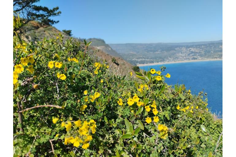 Tropaeolum brachyceras -2261