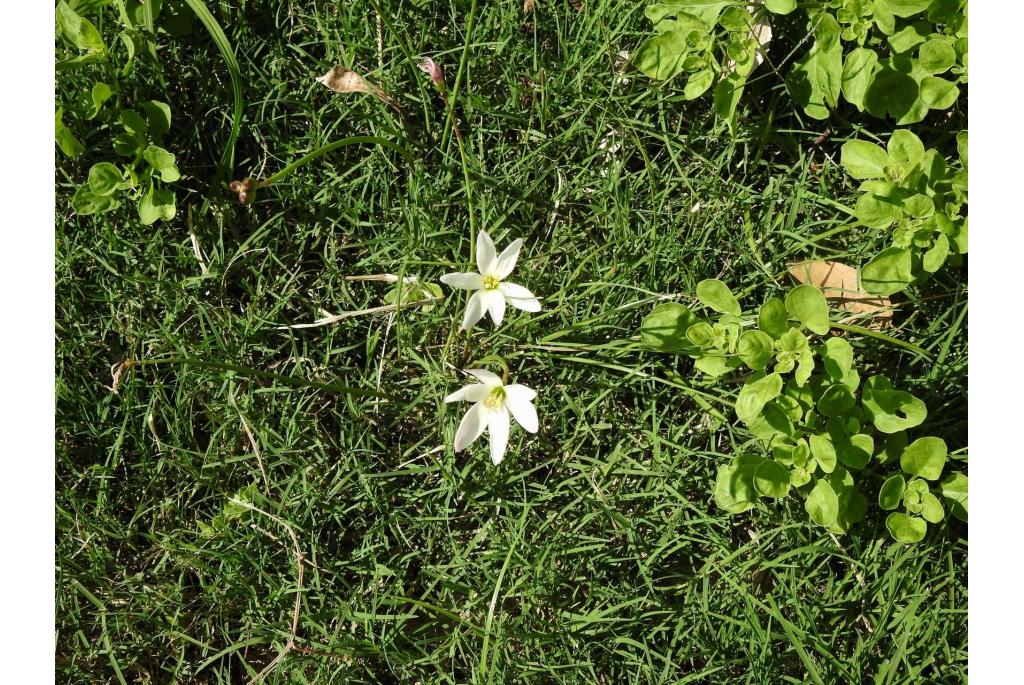 Witte Westenwindbloem