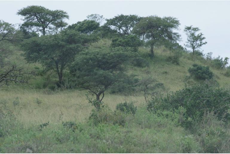 Vachellia karroo -2263