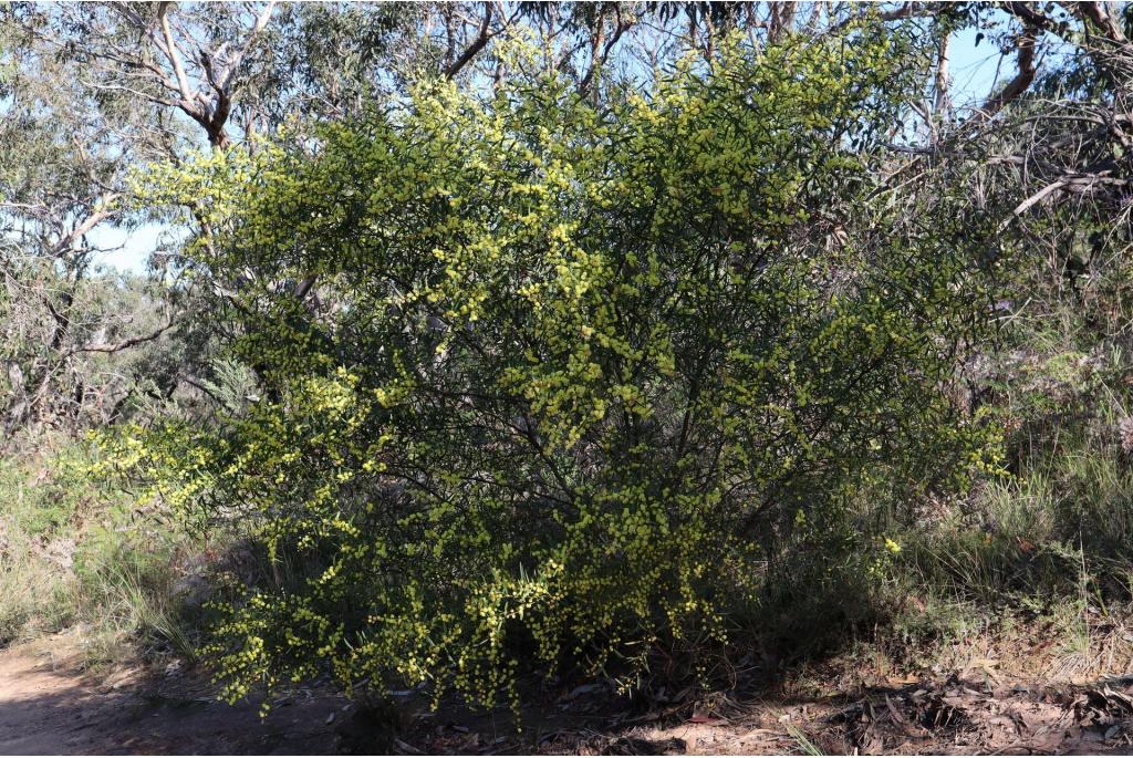 Glanzende acacia