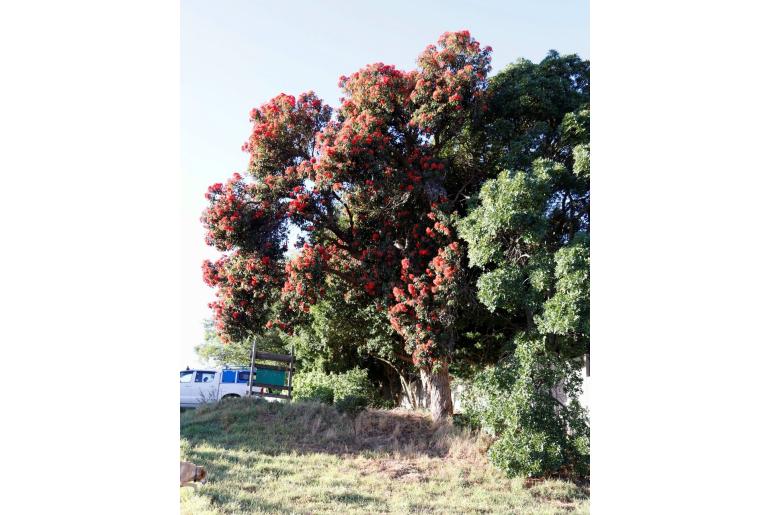 Corymbia ficifolia -2266