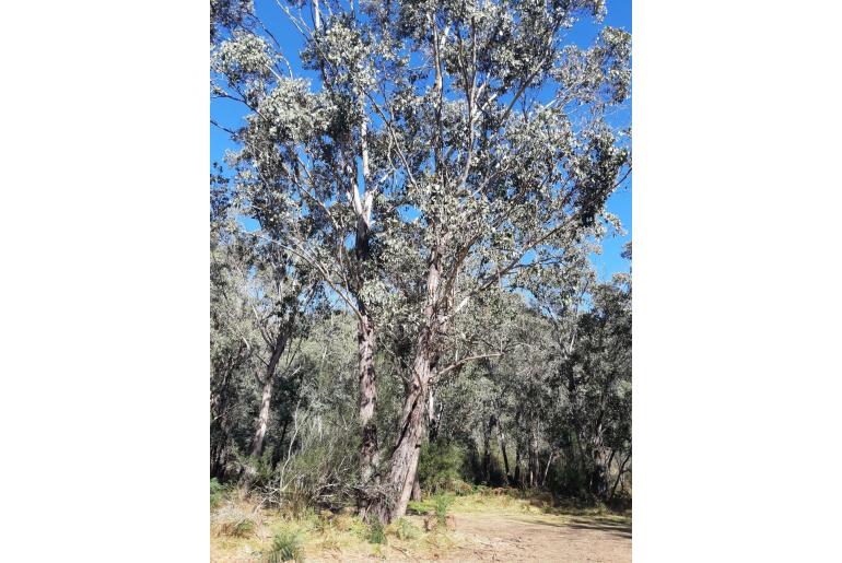 Eucalyptus camphora -2269