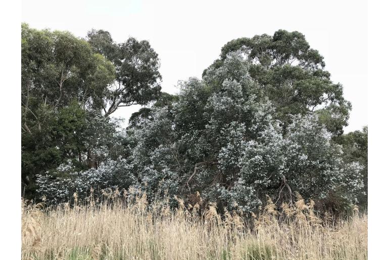 Eucalyptus crenulata -2271