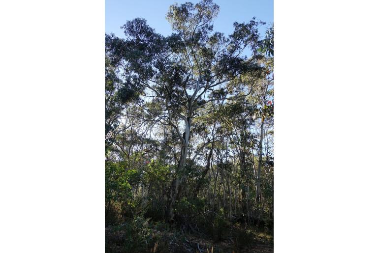 Eucalyptus dalrympleana -2272