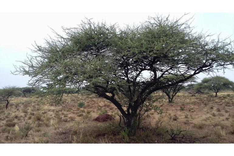 Vachellia tortilis -2274