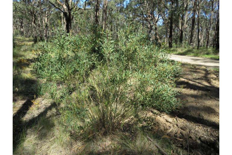 Acacia stricta -2276