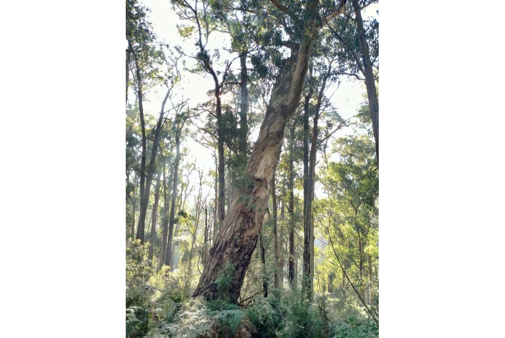 Grijs gevlekte berg Eucalyptus