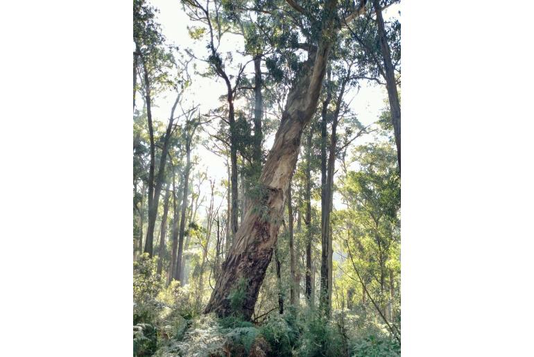 Eucalyptus cypellocarpa -2283