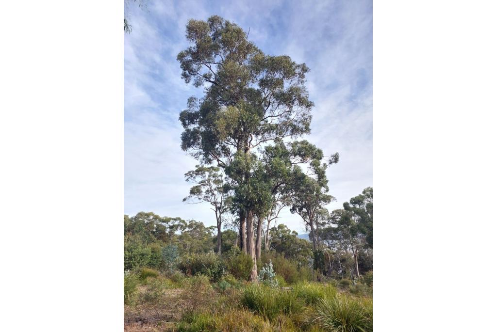 Blauw Tasmanië Eucalyptus