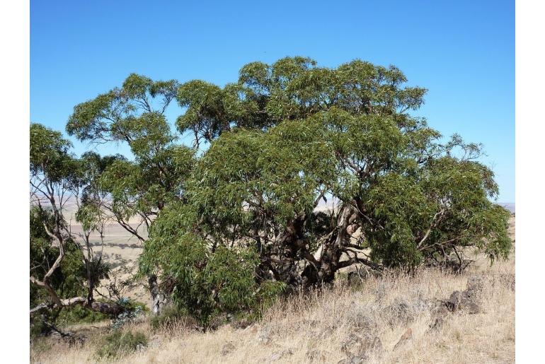 Eucalyptus bicostata -2287