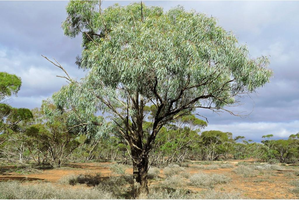 Grote bloei Eucalyptus