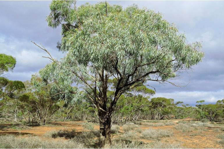 Eucalyptus bicolor -2290