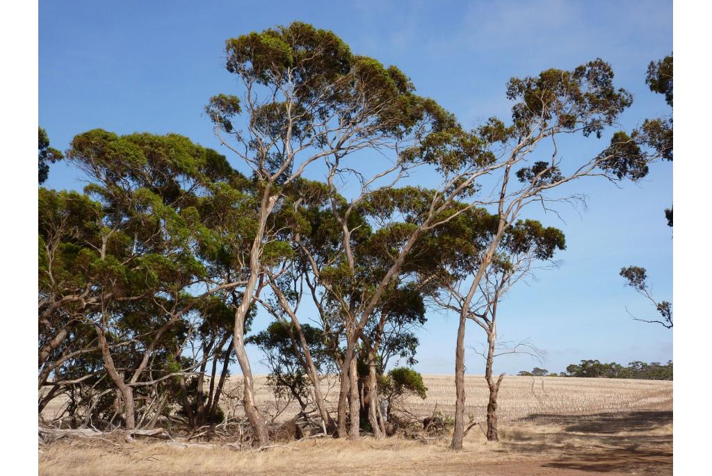 Wit-hout Eucalyptus met opvallende bladsteel