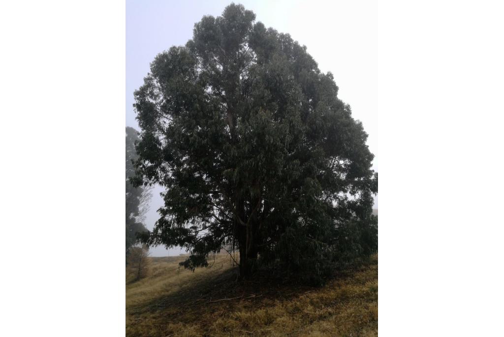 Glanzend-blad Eucalyptus