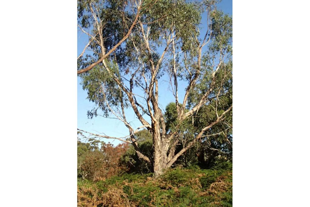 Moeras Eucalyptus