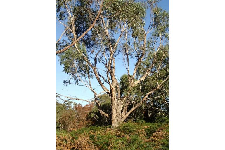 Eucalyptus ovata -2297