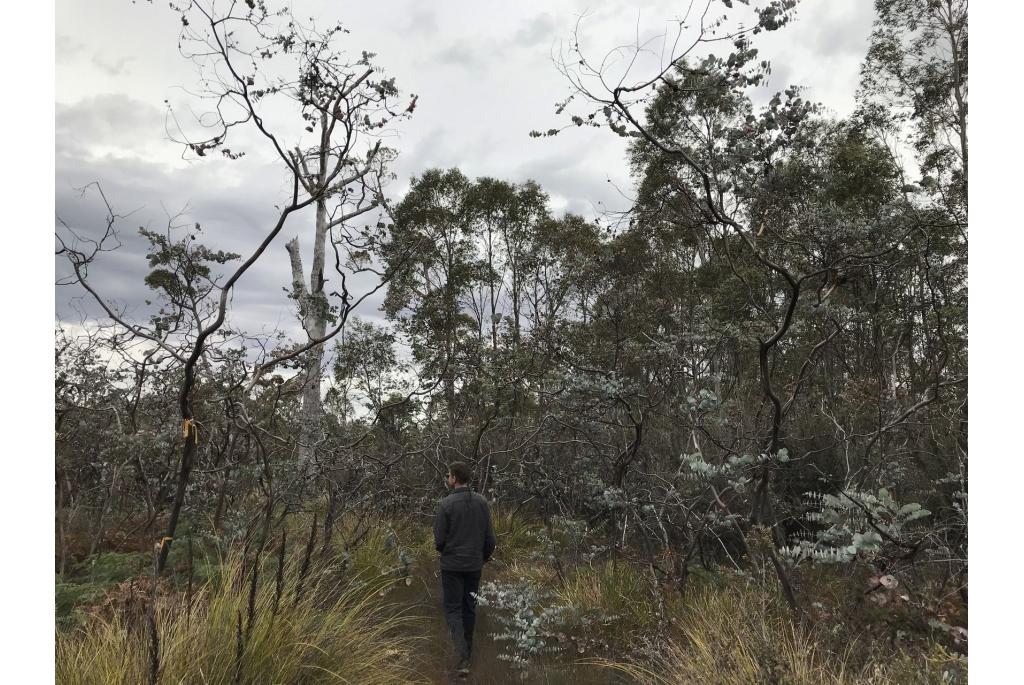 Perrin's Eucalyptus