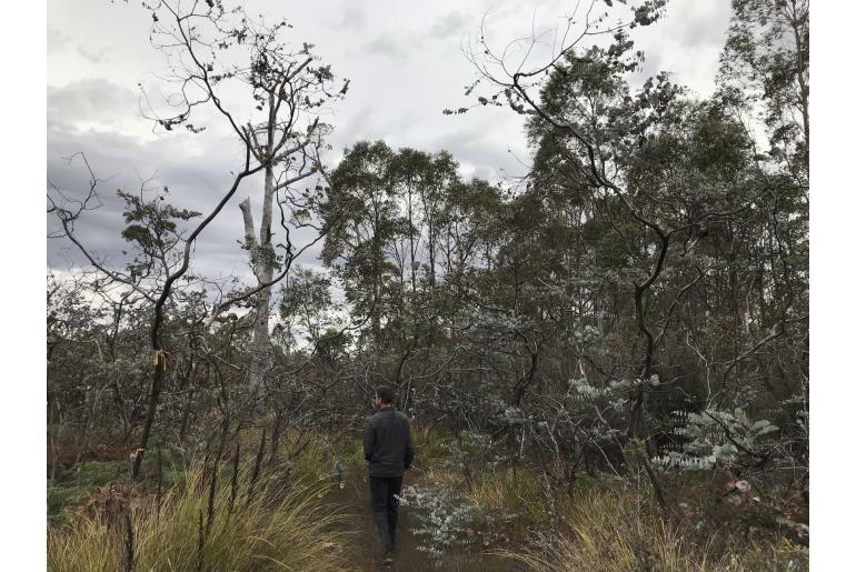 Eucalyptus perriniana -2298