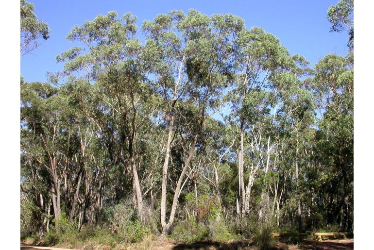 Eucalyptus piperita -2299