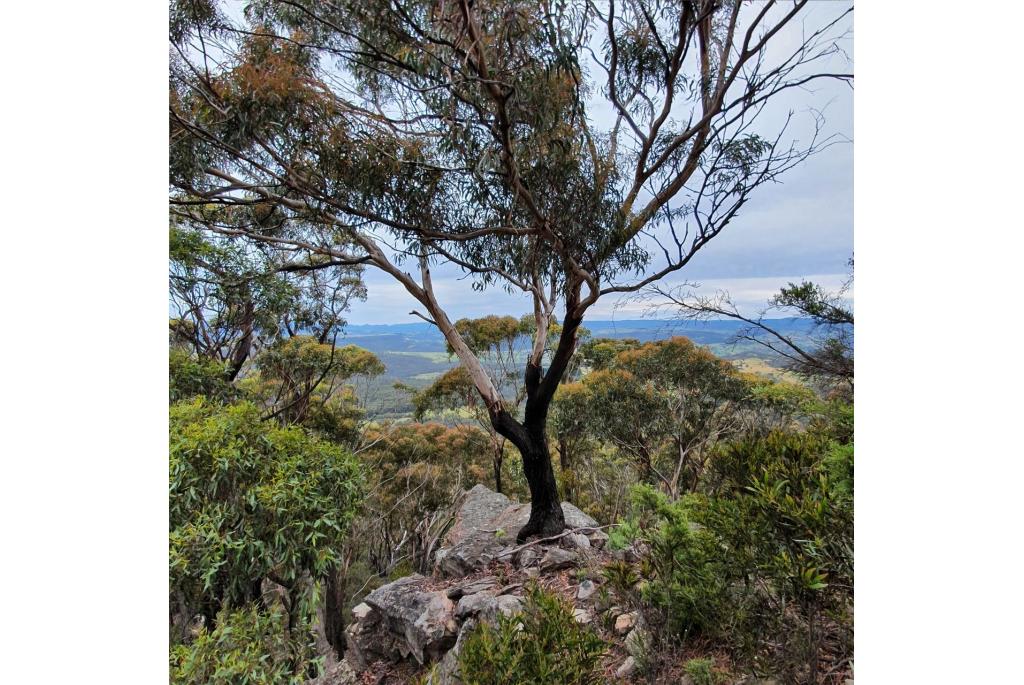 Sieber's Eucalyptus