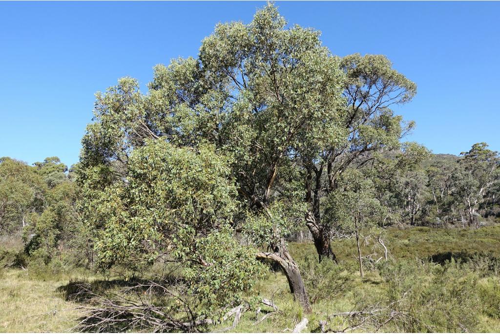 Stervormige-bloei Eucalyptus