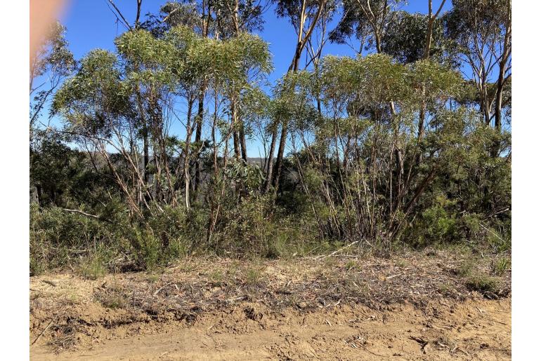 Eucalyptus stricta -2305