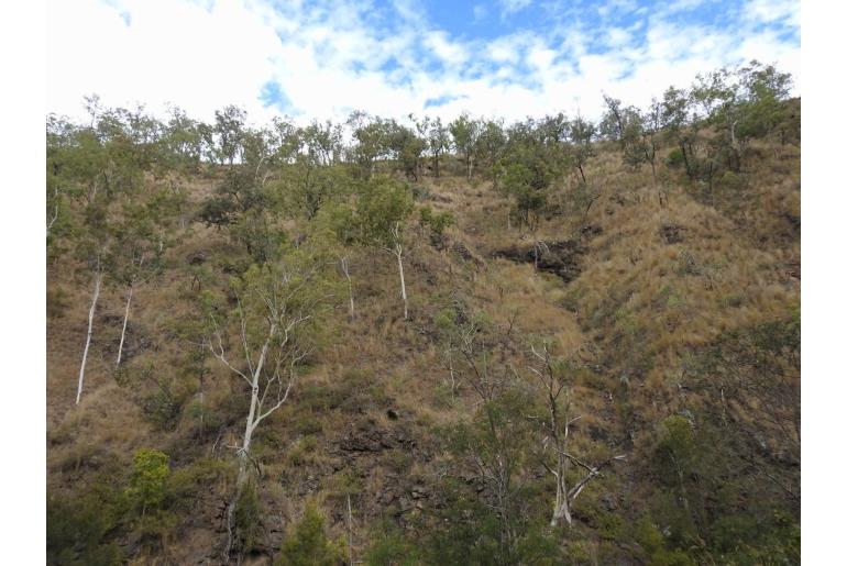 Eucalyptus tereticornis -2306