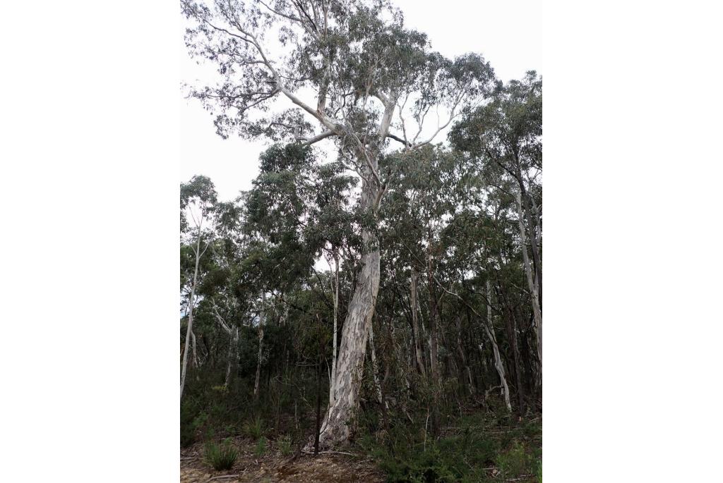 Gom dragende Eucalyptus