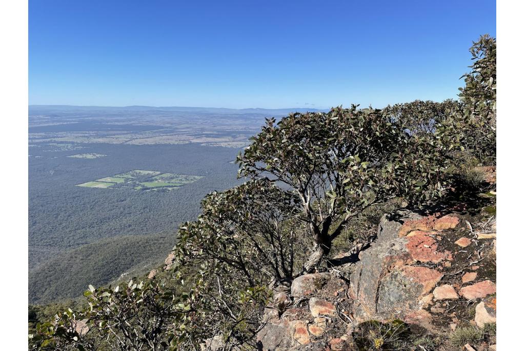 Grampians Eucalyptus