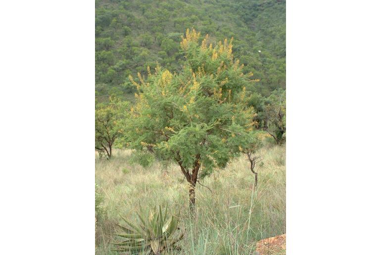 Vachellia davyi -2311