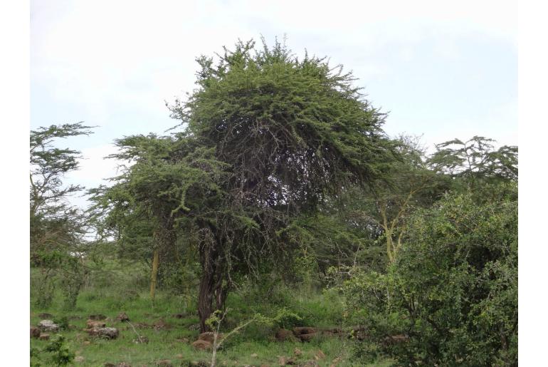 Vachellia nilotica -2316