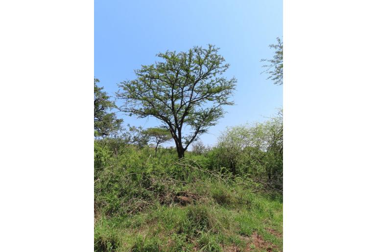 Vachellia robusta -2319