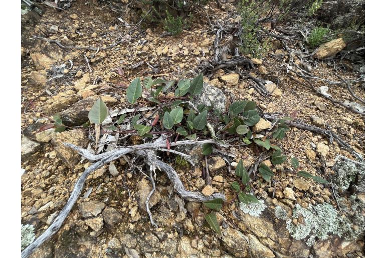 Hardenbergia violacea -2335